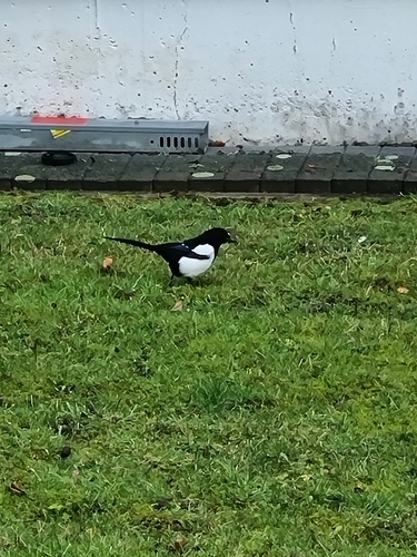 Eurasian Magpie