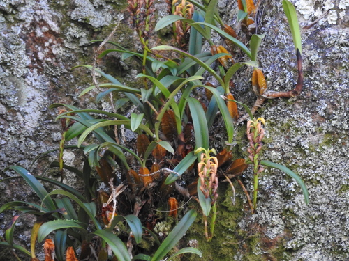 Bulbophyllum alexandrae Schltr. 4