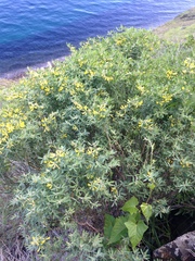 Acmispon dendroideus traskiae