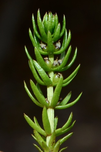 Hippuris montana Ledeb. ex Rchb.