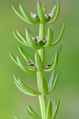 Mountain Mare's-tail (Hippuris montana)