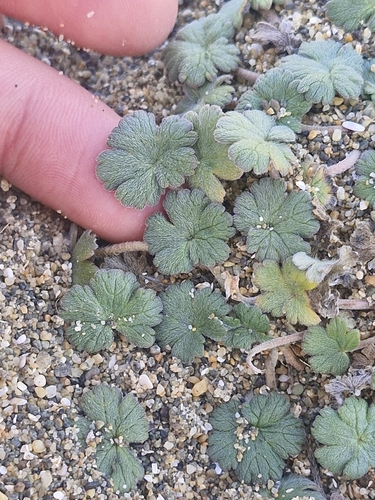 Geranium sessiliflorum, photograph 2