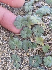 (c) Irisa Hudson, some rights reserved (CC BY) Geranium sessiliflorum, photograph (c) Irisa Hudson, some rights reserved (CC BY)