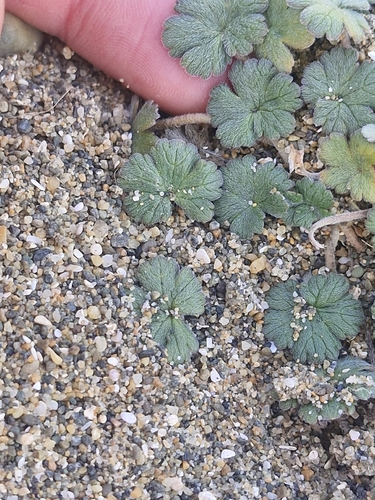 Geranium sessiliflorum, photograph 3