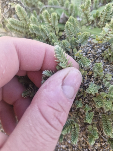 Pimelea lyallii observed 2026-02-24