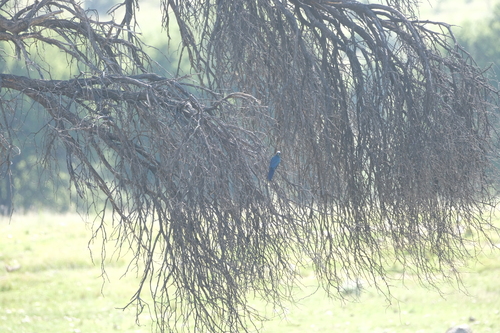 Burchell's Starling (Lamprotornis australis), photo 3
