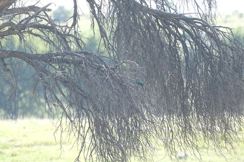Burchell's Starling (Lamprotornis australis), photo 9