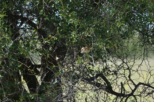 Great Sparrow (Passer motitensis), photo 9