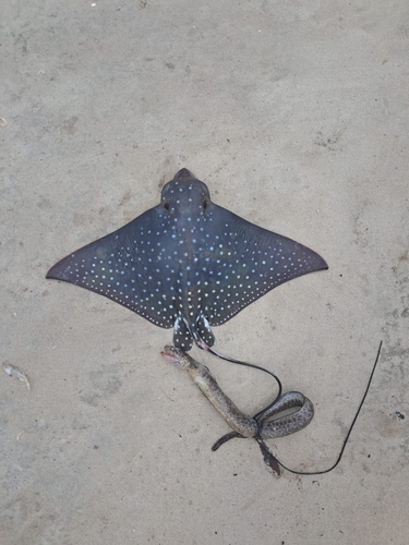 White-spotted Eagle Ray