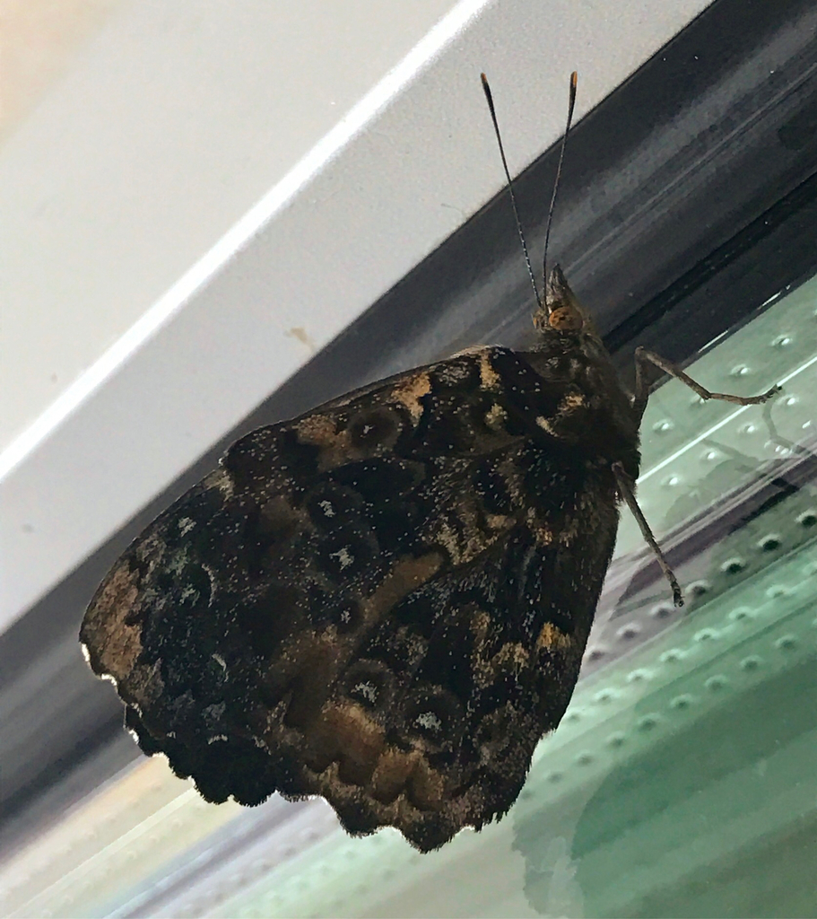 Mottled Purplewing