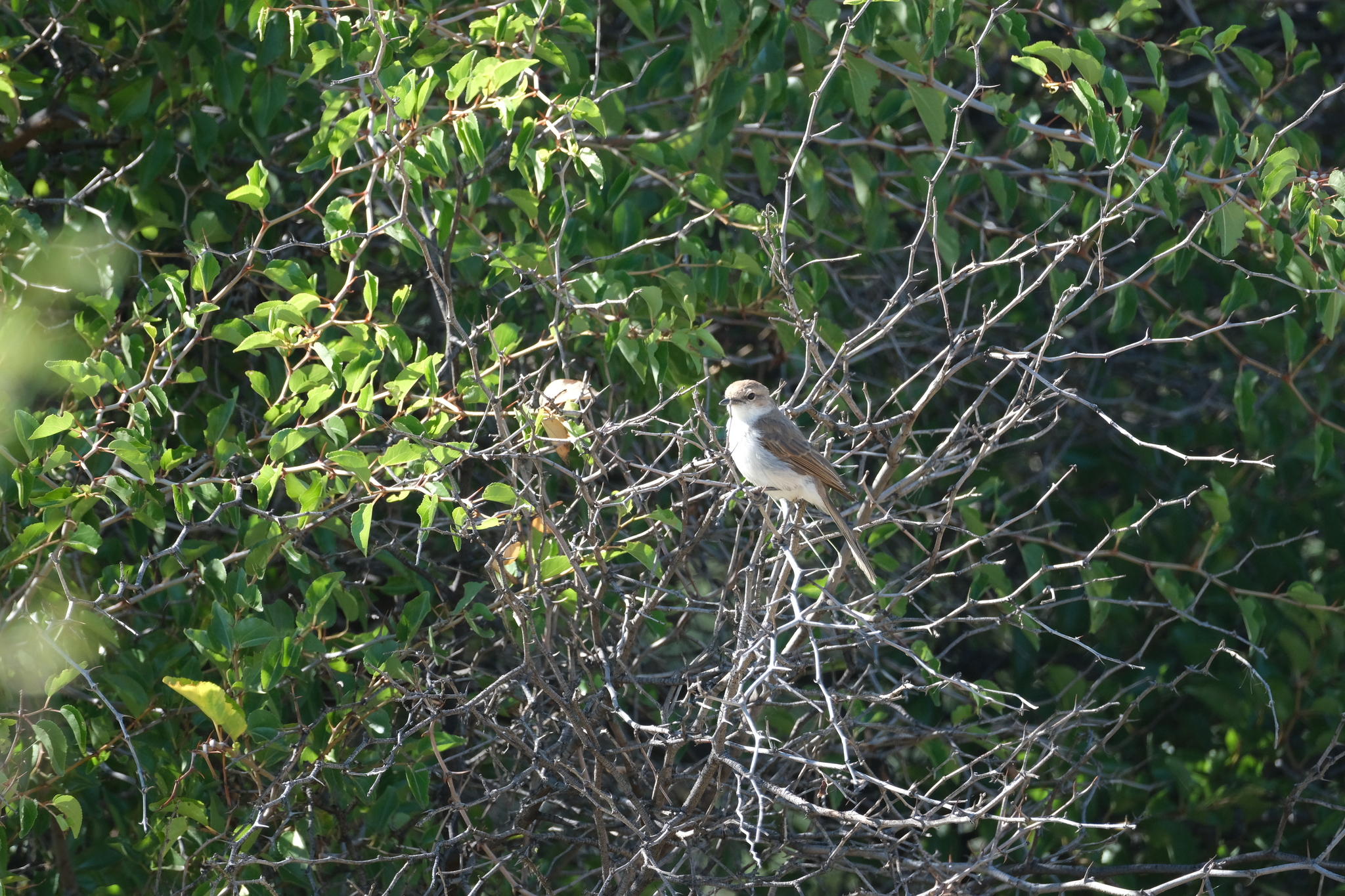 Marico Flycatcher (Bradornis mariquensis), photo 10