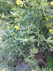 Acmispon dendroideus traskiae