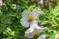 Eucryphia glutinosa, photograph (c) Constanza Vargas Villegas, some rights reserved (CC BY)