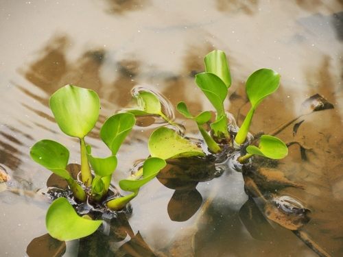 Pontederia crassipes