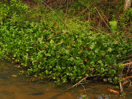 Pontederia crassipes