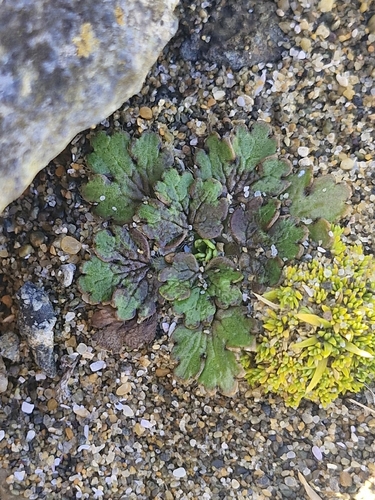 Ranunculus recens, photograph 2