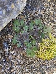 (c) Irisa Hudson, some rights reserved (CC BY) Ranunculus recens, photograph (c) Irisa Hudson, some rights reserved (CC BY)