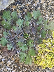 (c) Irisa Hudson, some rights reserved (CC BY) Ranunculus recens, photograph (c) Irisa Hudson, some rights reserved (CC BY)