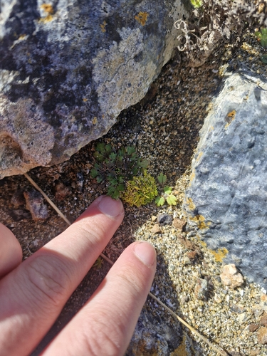 Ranunculus recens, photograph 4