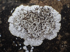 Solenopsora candicans