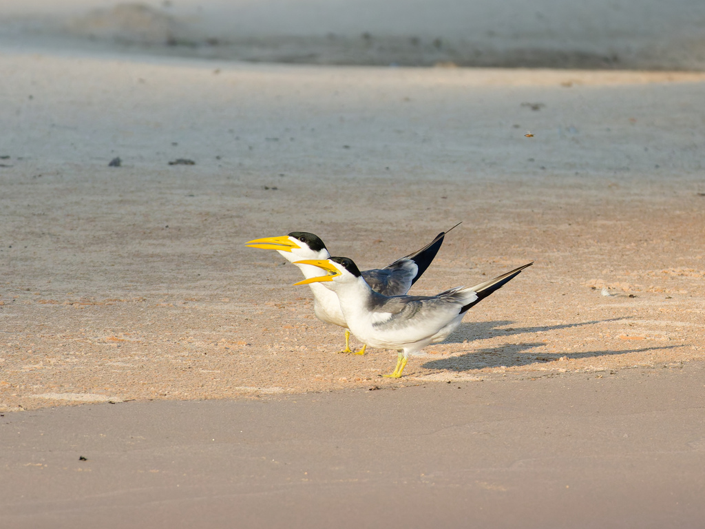 Large-billed Tern