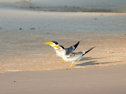 Large-billed Tern