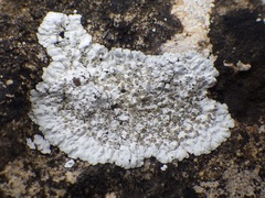 Solenopsora candicans