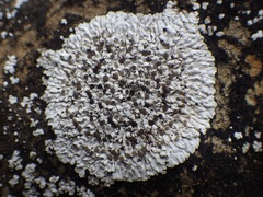 Solenopsora candicans