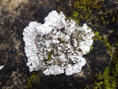 Solenopsora candicans