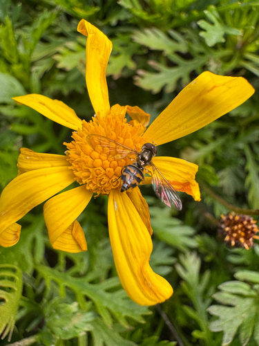 Unknown species found near Oak Manor Dr, Fairfax, CA, US