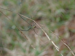 Leucauge argyrobapta image