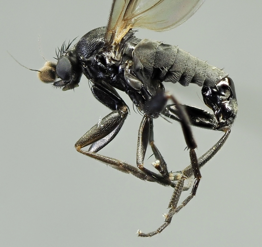 Triphleba opaca