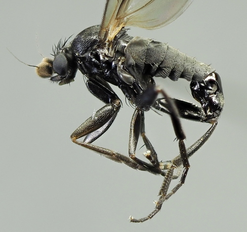 Triphleba opaca