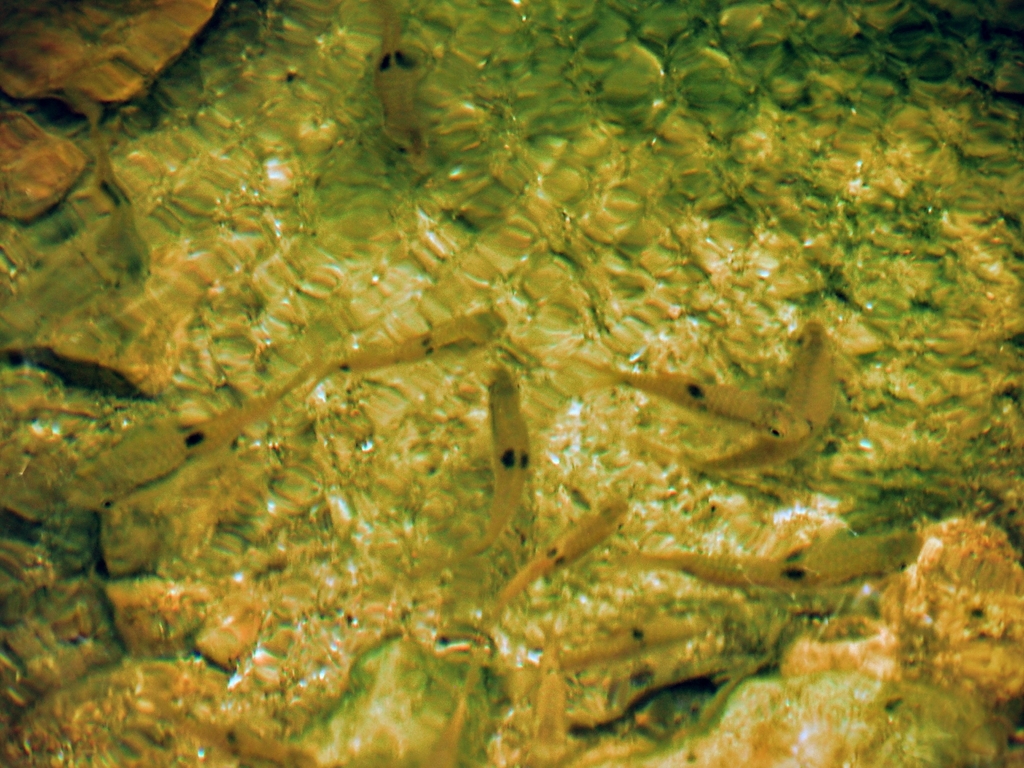 Saddle Barb (Barbodes sellifer)