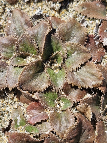 Gunnera hamiltonii, photograph 4