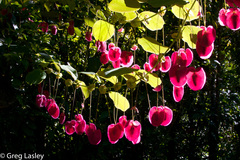 Passiflora membranacea