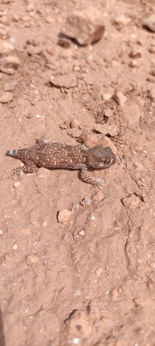 Northern Elegant Gecko