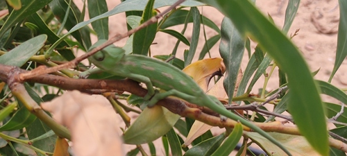 Chamaeleo chamaeleon chamaeleon