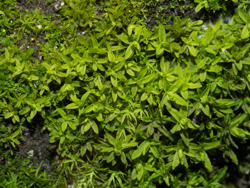 Dialytrichia mucronata observed 2026-02-24