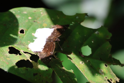 Milky Scarce Flat