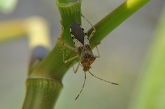 Hypselonotus punctiventris
