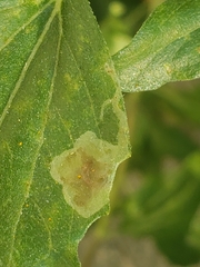 Calycomyza enceliae