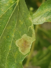 Calycomyza enceliae