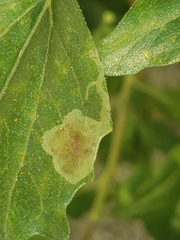 Calycomyza enceliae