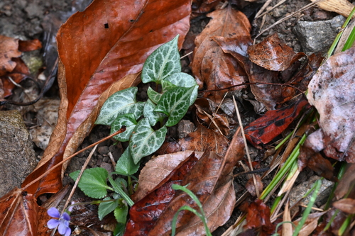 tuber fleeceflower
