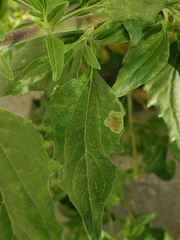 Calycomyza enceliae