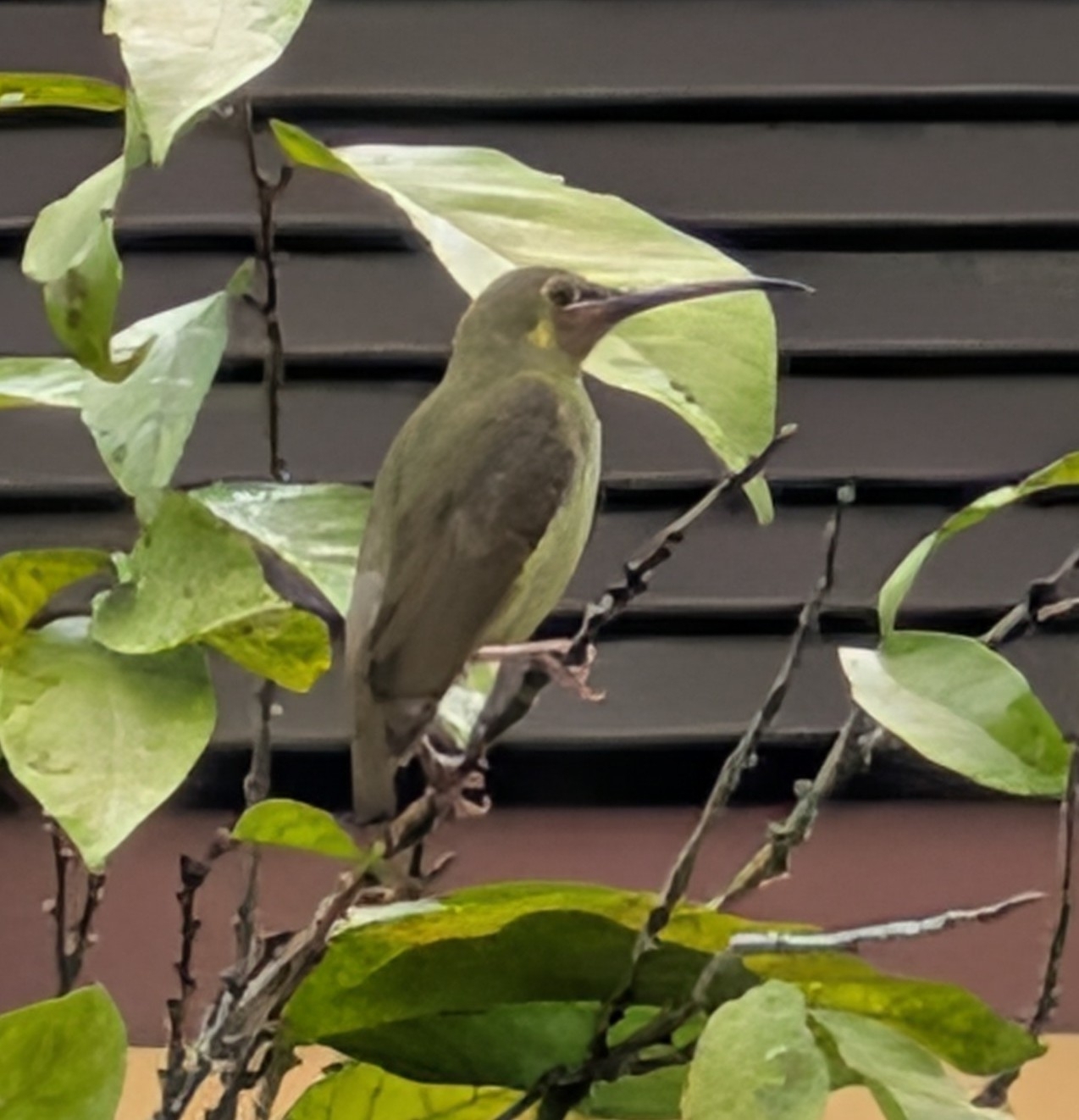 Yellow-eared Spiderhunter (Arachnothera chrysogenys), photo 2