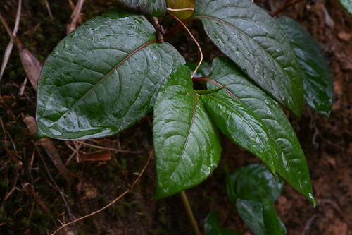 China knotweed