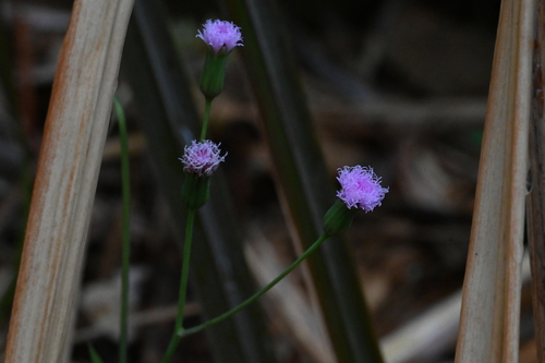 lilac tasselflower