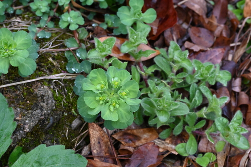 Sun spurge